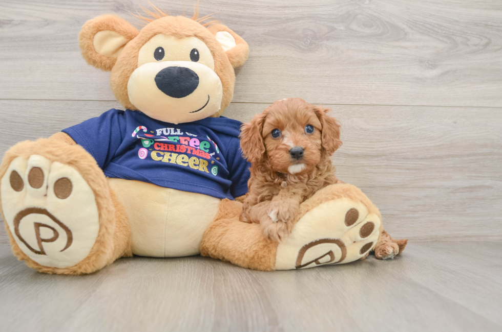 5 week old Cavapoo Puppy For Sale - Lone Star Pups