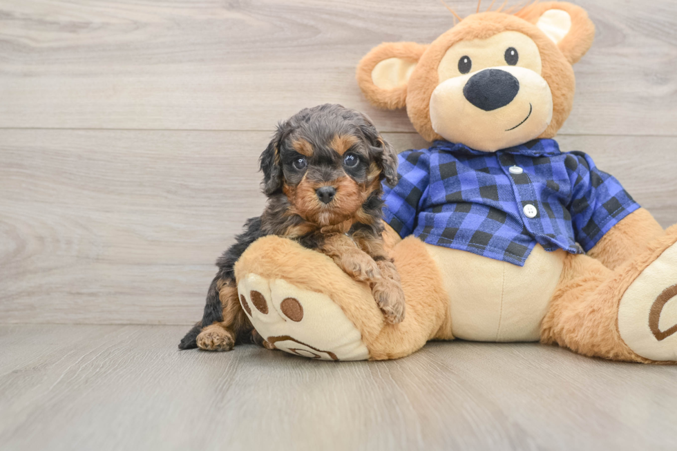 Smart Cavapoo Poodle Mix Pup