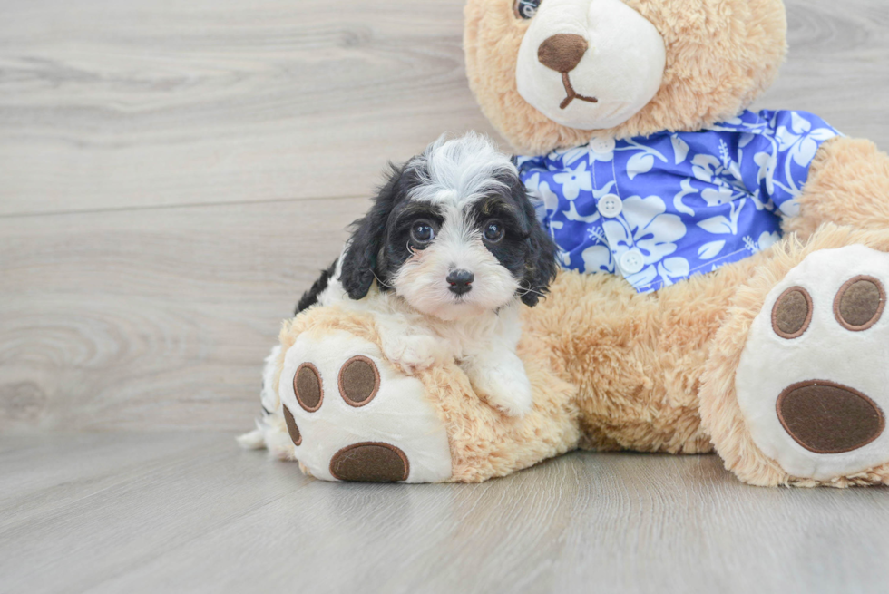 Best Cavapoo Baby