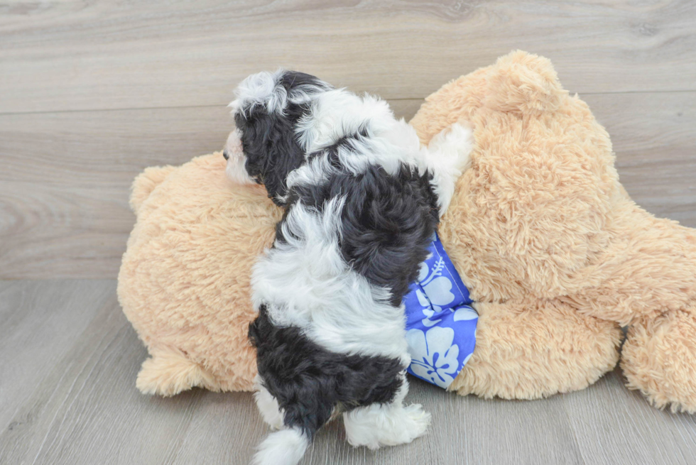 Fluffy Cavapoo Poodle Mix Pup