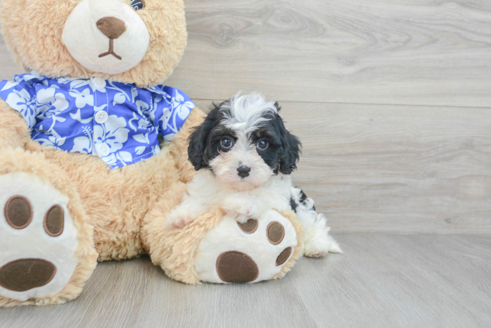 Sweet Cavapoo Baby