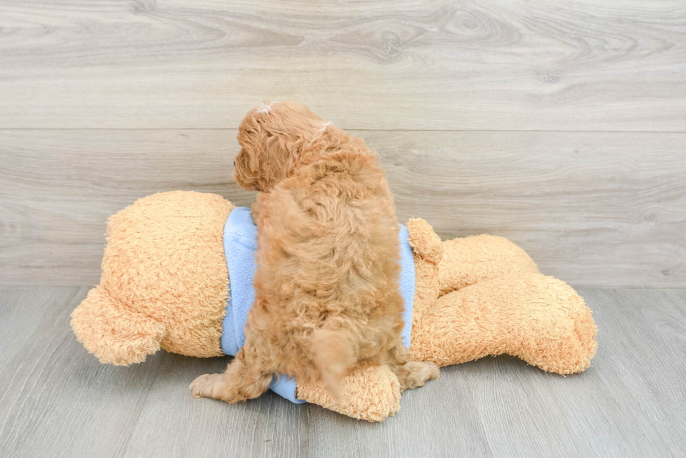 Adorable Cavalier King Charles Spaniel and Poodle Mix Poodle Mix Puppy