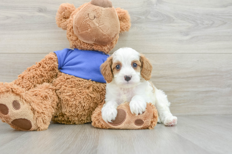 7 week old Cavapoo Puppy For Sale - Lone Star Pups