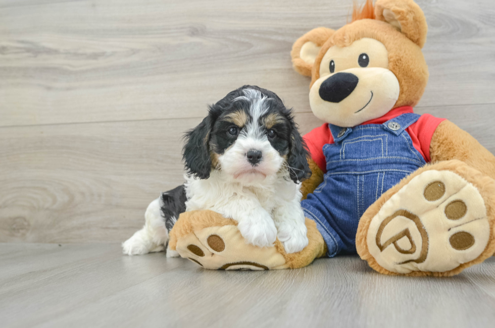 7 week old Cavapoo Puppy For Sale - Lone Star Pups