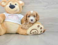 8 week old Cavapoo Puppy For Sale - Lone Star Pups