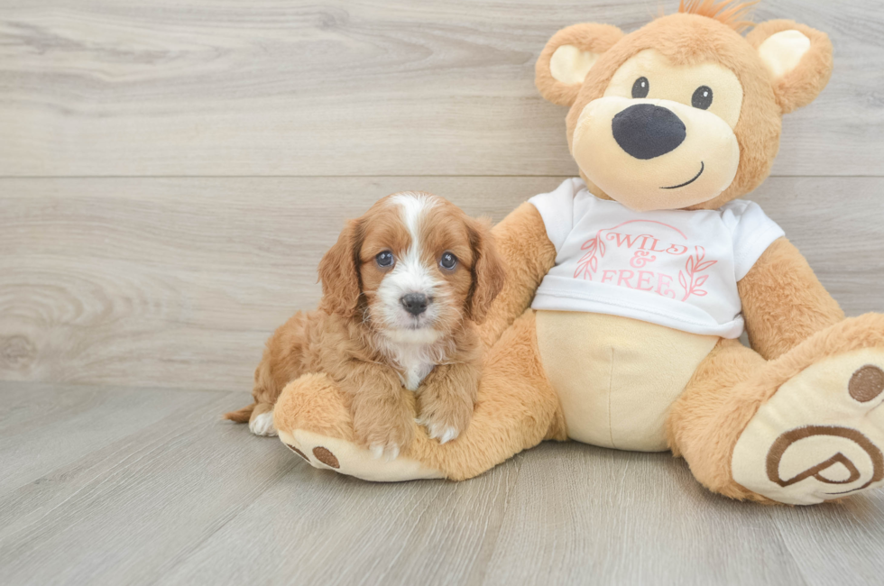 7 week old Cavapoo Puppy For Sale - Lone Star Pups