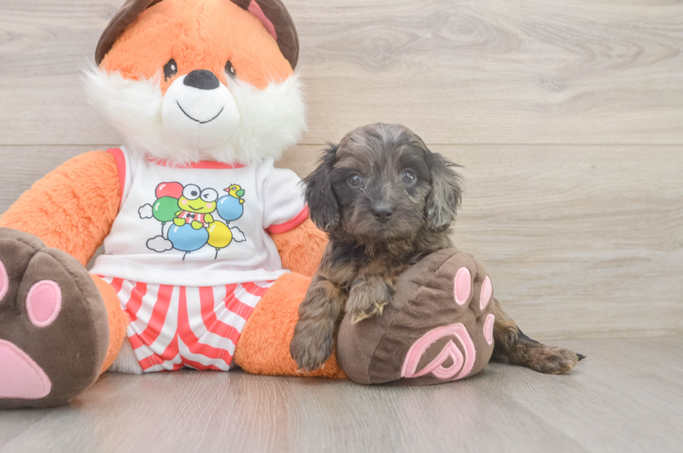 5 week old Cavapoo Puppy For Sale - Lone Star Pups