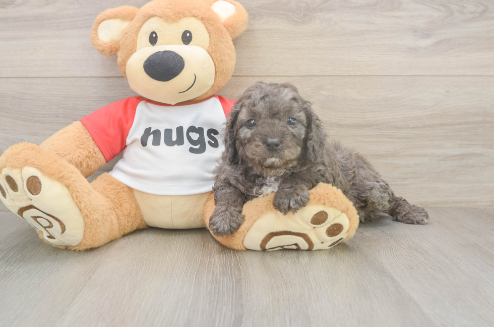 5 week old Cavapoo Puppy For Sale - Lone Star Pups