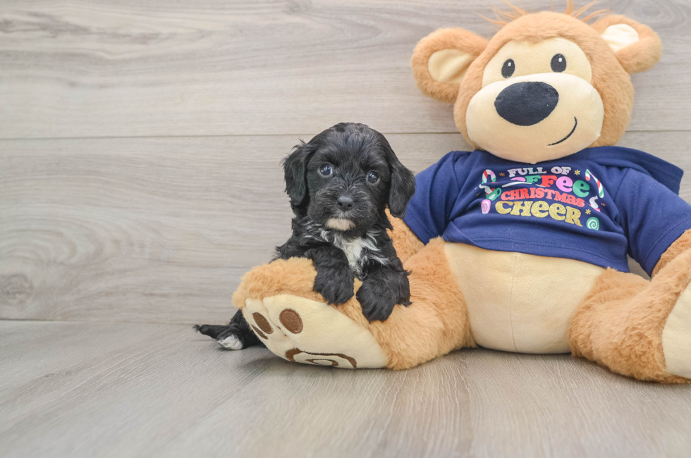 5 week old Cavapoo Puppy For Sale - Lone Star Pups