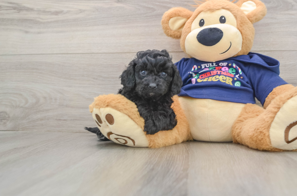 5 week old Cavapoo Puppy For Sale - Lone Star Pups