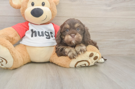 5 week old Cavapoo Puppy For Sale - Lone Star Pups Friendly Cavapoo Baby