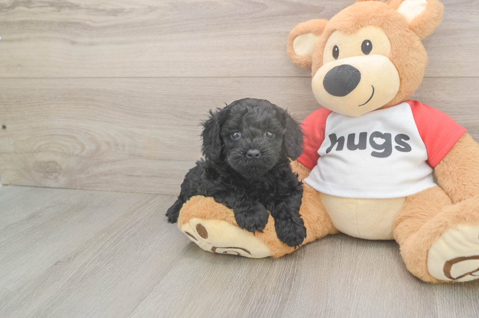 5 week old Cavapoo Puppy For Sale - Lone Star Pups