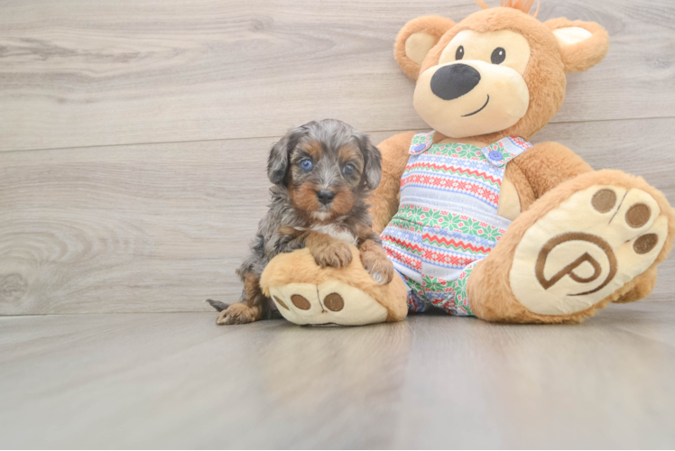 Cavapoo Puppy for Adoption