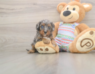 6 week old Cavapoo Puppy For Sale - Lone Star Pups