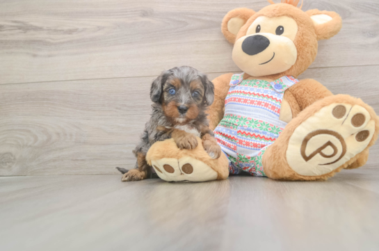 Cavapoo Puppy for Adoption