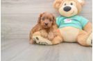 Cavapoo Puppy for Adoption