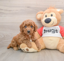 8 week old Cavapoo Puppy For Sale - Lone Star Pups