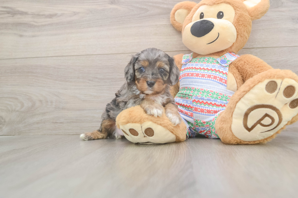 5 week old Cavapoo Puppy For Sale - Lone Star Pups