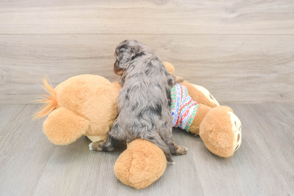 Cavapoo Pup Being Cute