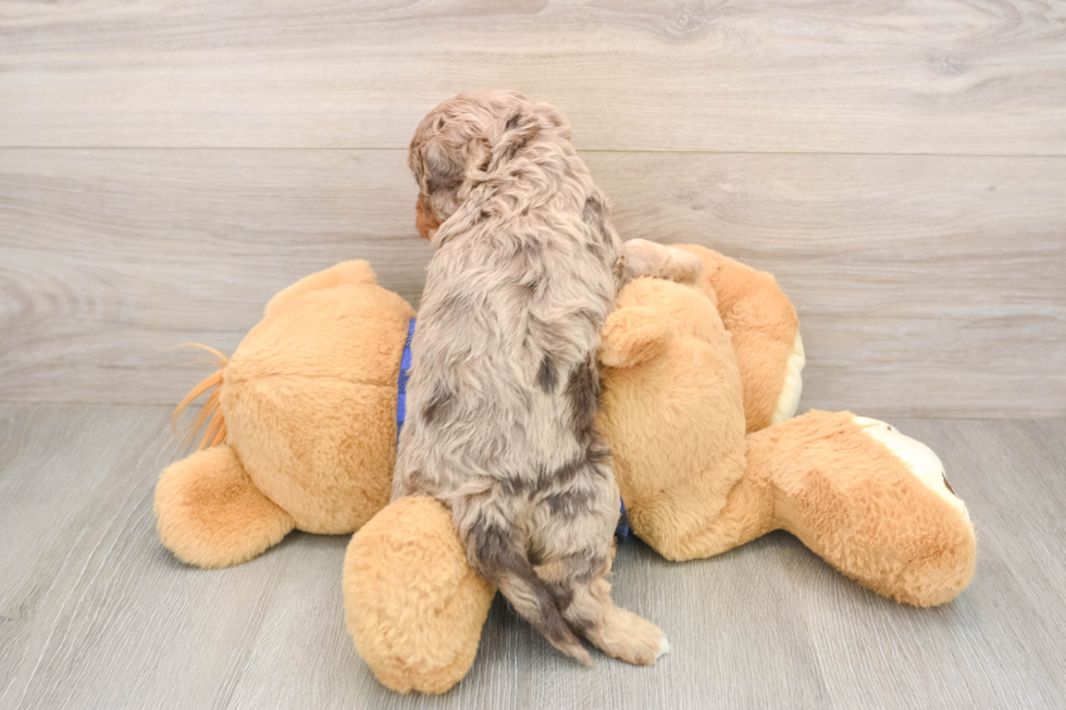 Smart Cavapoo Poodle Mix Pup