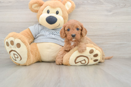 Fluffy Cavapoo Poodle Mix Pup