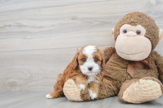 Friendly Cavapoo Baby