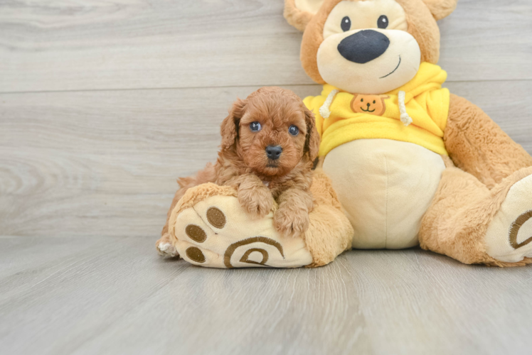 Popular Cavapoo Poodle Mix Pup