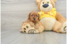 Popular Cavapoo Poodle Mix Pup