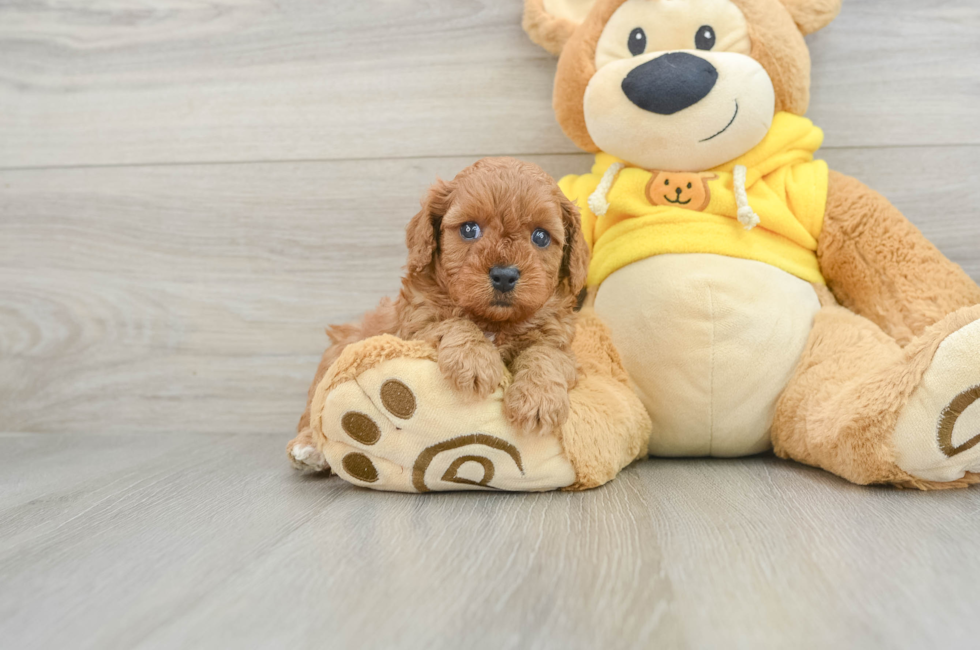 5 week old Cavapoo Puppy For Sale - Lone Star Pups