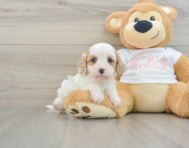 7 week old Cavapoo Puppy For Sale - Lone Star Pups