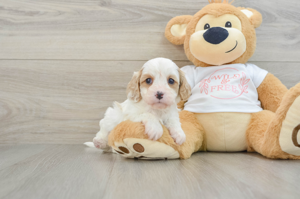 7 week old Cavapoo Puppy For Sale - Lone Star Pups