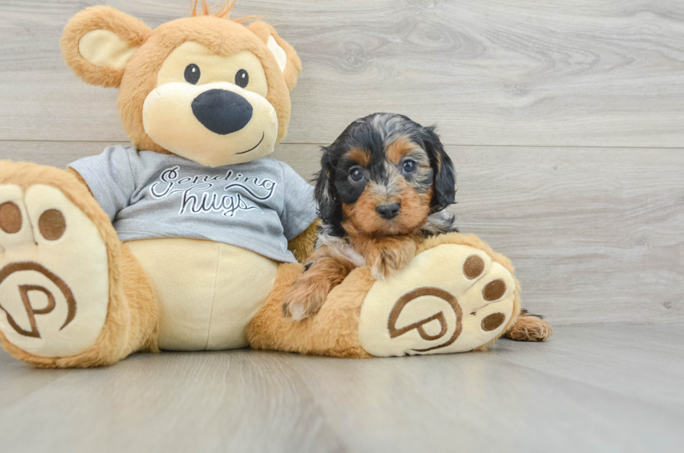 8 week old Cavapoo Puppy For Sale - Lone Star Pups