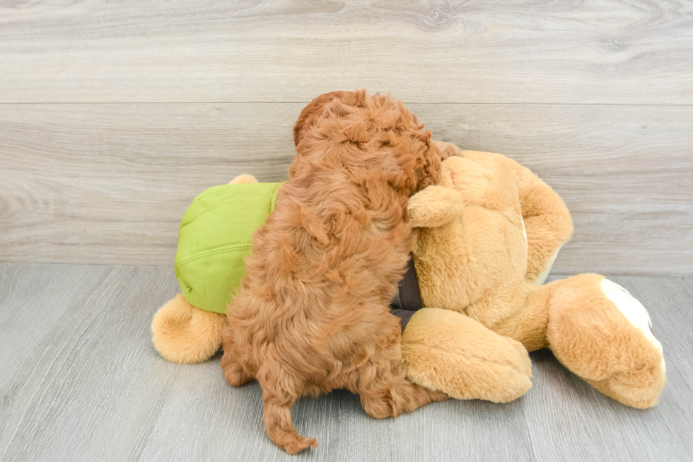 Petite Cavapoo Poodle Mix Pup