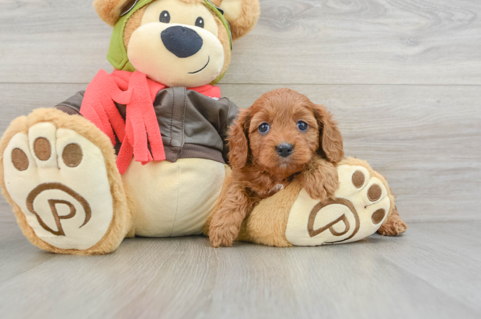 7 week old Cavapoo Puppy For Sale - Lone Star Pups