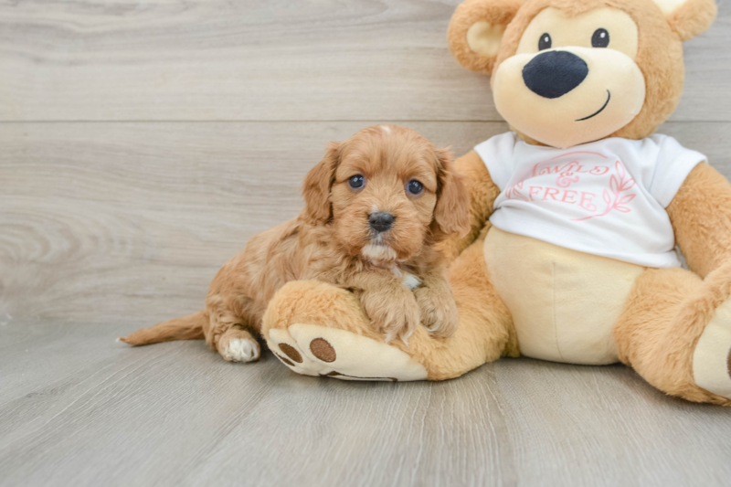 Meet Rosie - our Cavapoo Puppy Photo 1/3 - Lone Star Pups