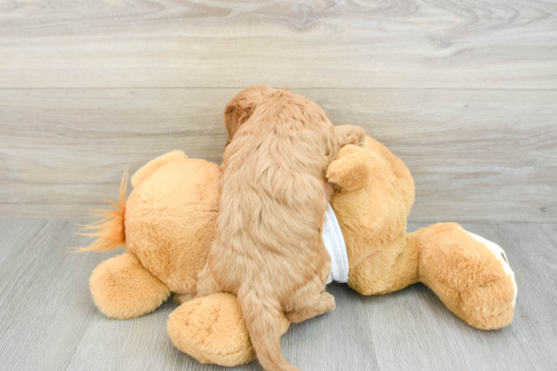 Meet Rosie - our Cavapoo Puppy Photo 2/3 - Lone Star Pups