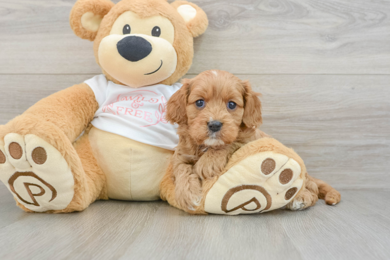 Meet Rosie - our Cavapoo Puppy Photo 3/3 - Lone Star Pups