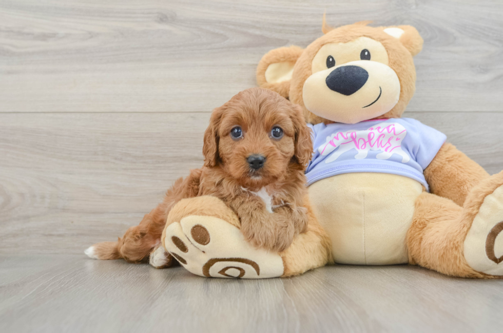 6 week old Cavapoo Puppy For Sale - Lone Star Pups