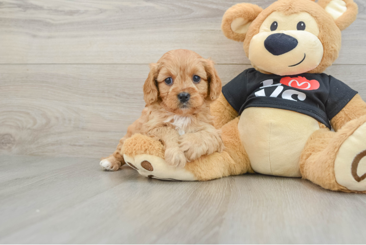 Cavapoo Puppy for Adoption