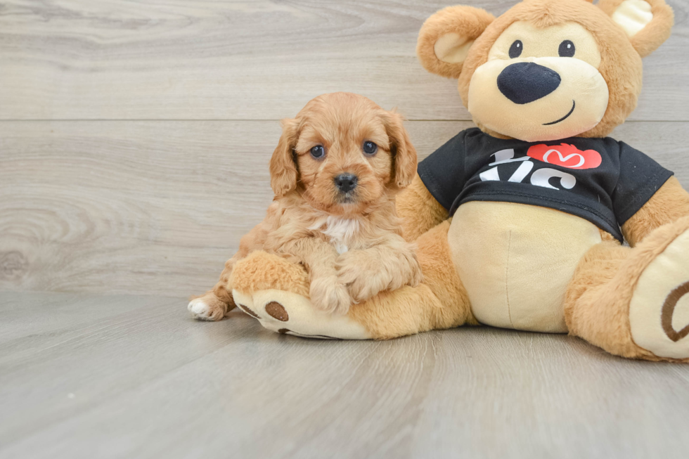 Cavapoo Puppy for Adoption