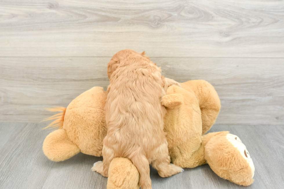 Cavapoo Puppy for Adoption