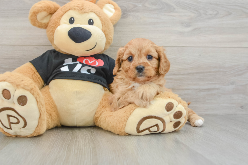 Playful Cavapoodle Poodle Mix Puppy