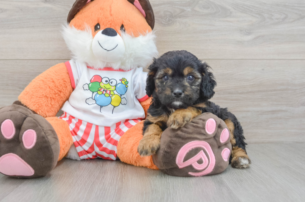 8 week old Cavapoo Puppy For Sale - Lone Star Pups