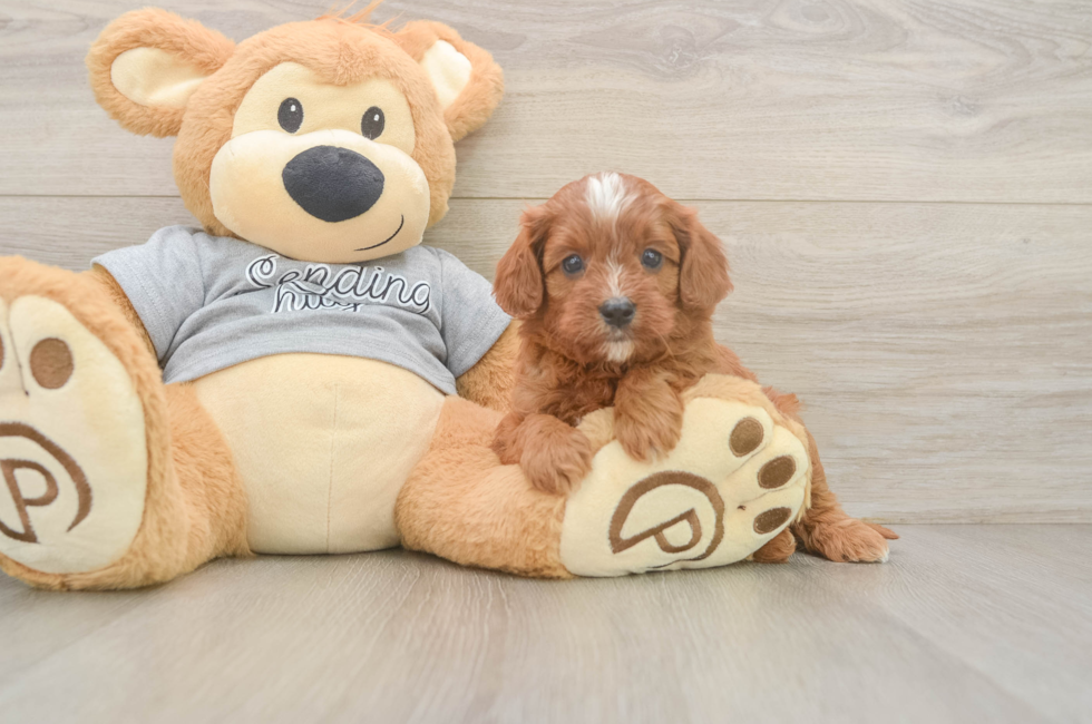 5 week old Cavapoo Puppy For Sale - Lone Star Pups
