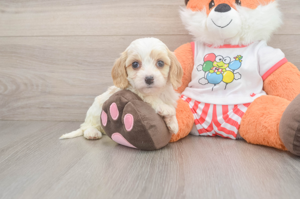 5 week old Cavapoo Puppy For Sale - Lone Star Pups
