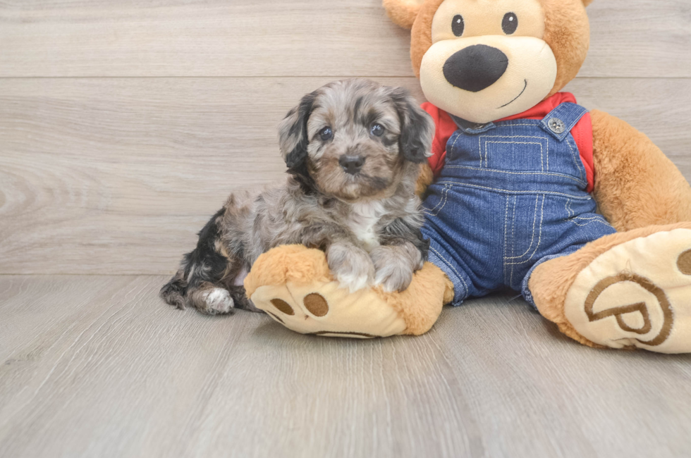 5 week old Cavapoo Puppy For Sale - Lone Star Pups