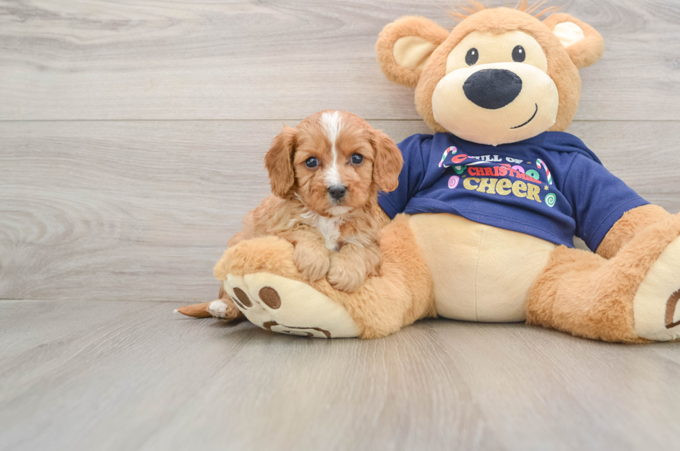 5 week old Cavapoo Puppy For Sale - Lone Star Pups