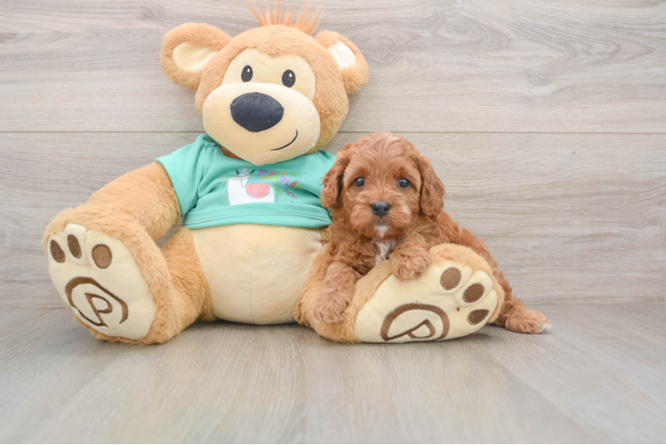 Cavapoo Pup Being Cute