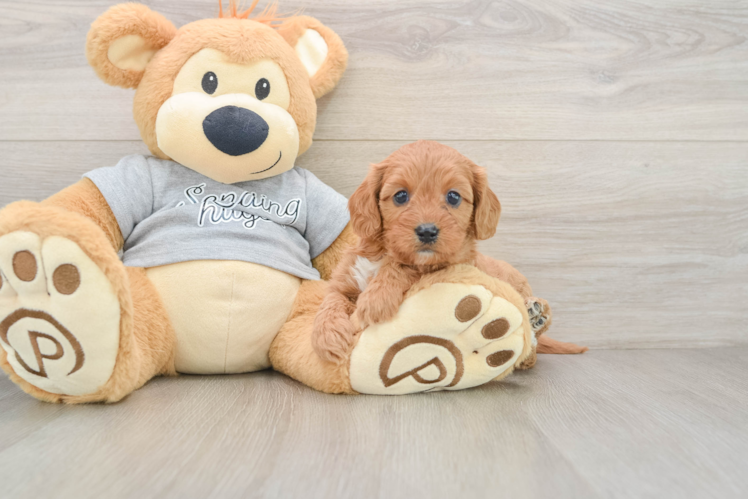 Petite Cavapoo Poodle Mix Pup