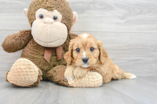 Cavapoo Puppy for Adoption